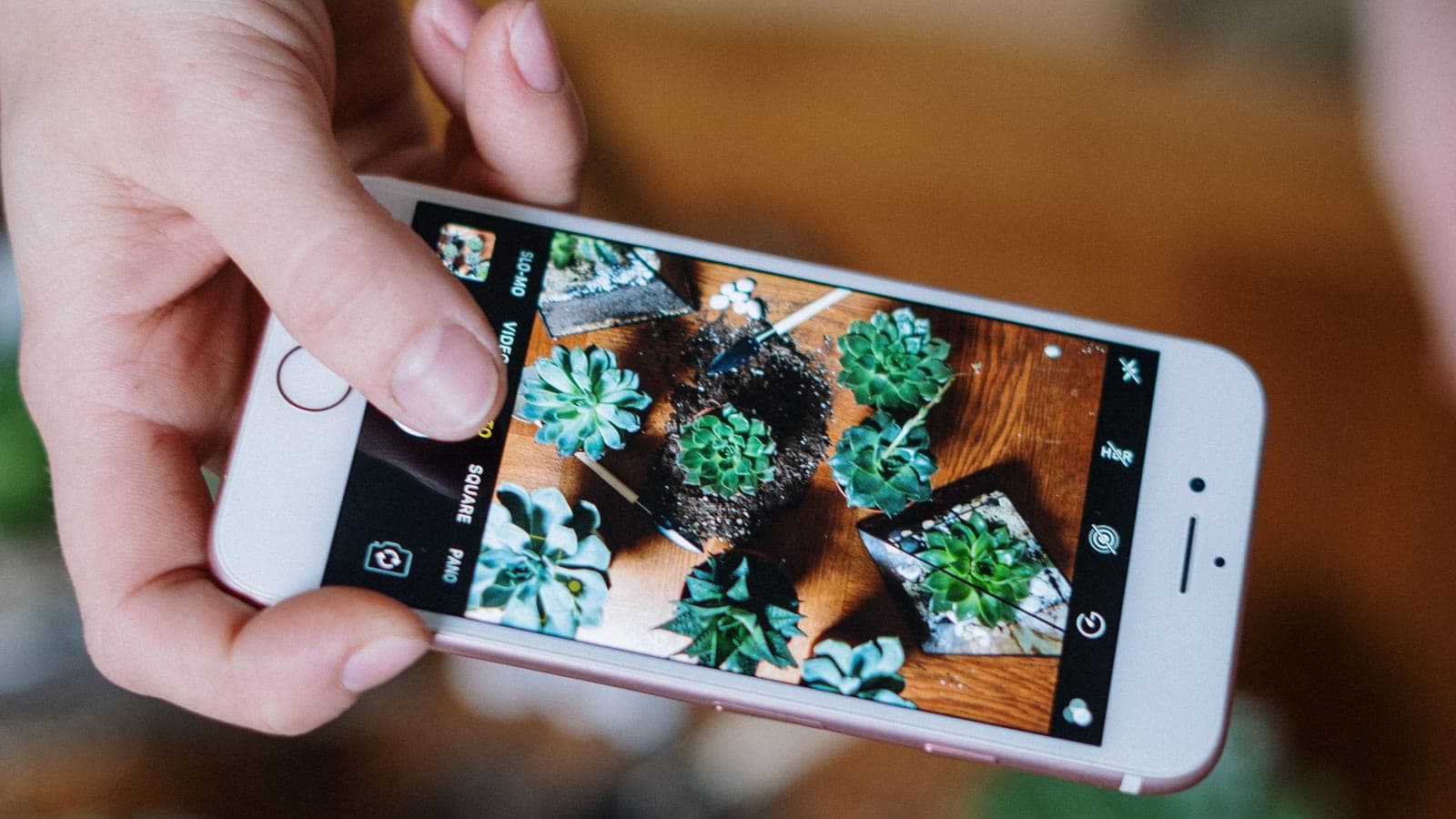 A hand holding a phone, photographing succulents arranged on a wooden table