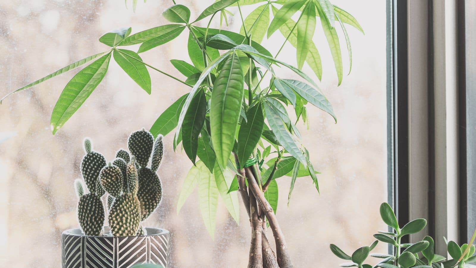 A money tree, cactus and jade plant on a grey windowsill in soft hazy light