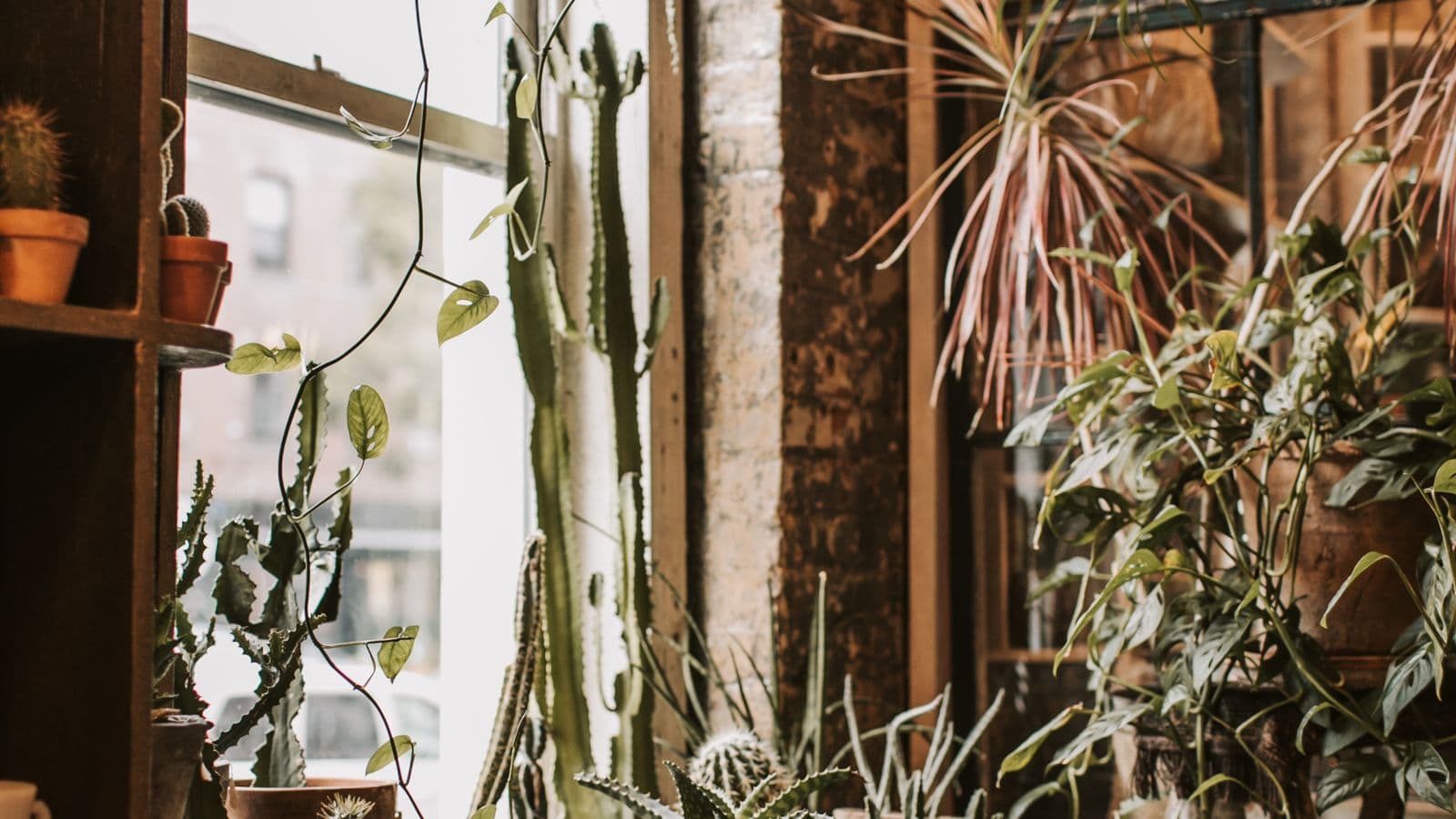 Houseplants and cacti gathered around a bright window in a warm room