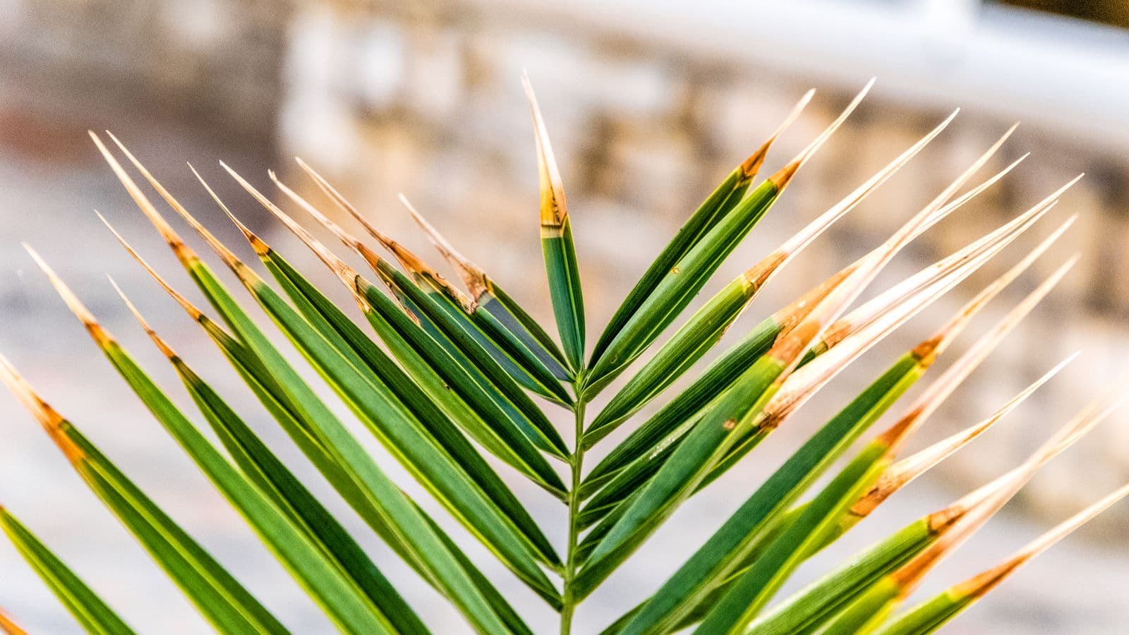 A palm frond with every leaflet dried and browned at the tip, backlit in warm light