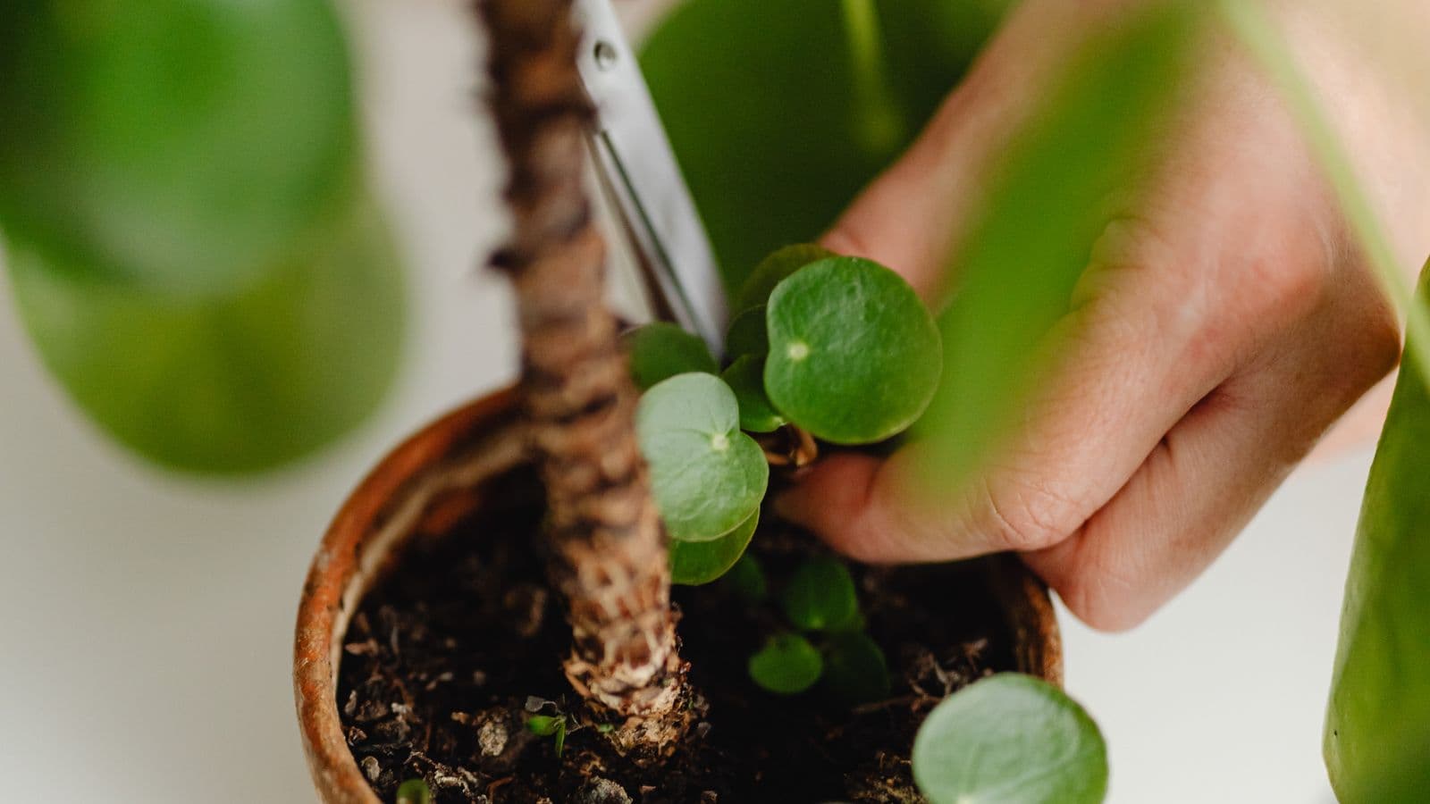 Hands using scissors to trim a houseplant growing in a terracotta pot