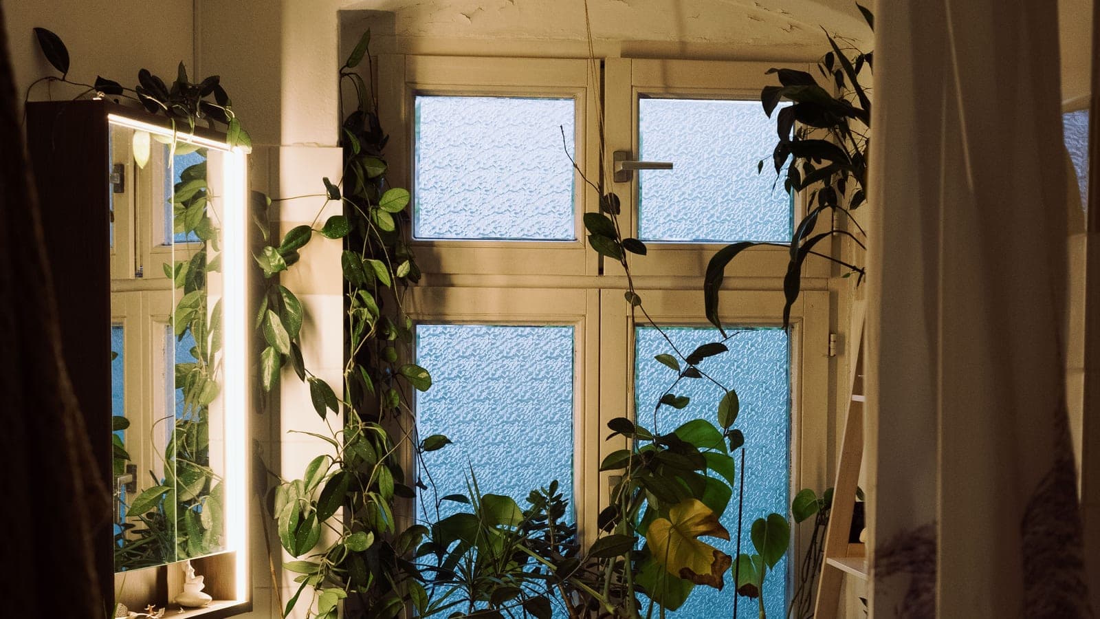 Houseplants crowded around a window with textured glass in dim indoor light