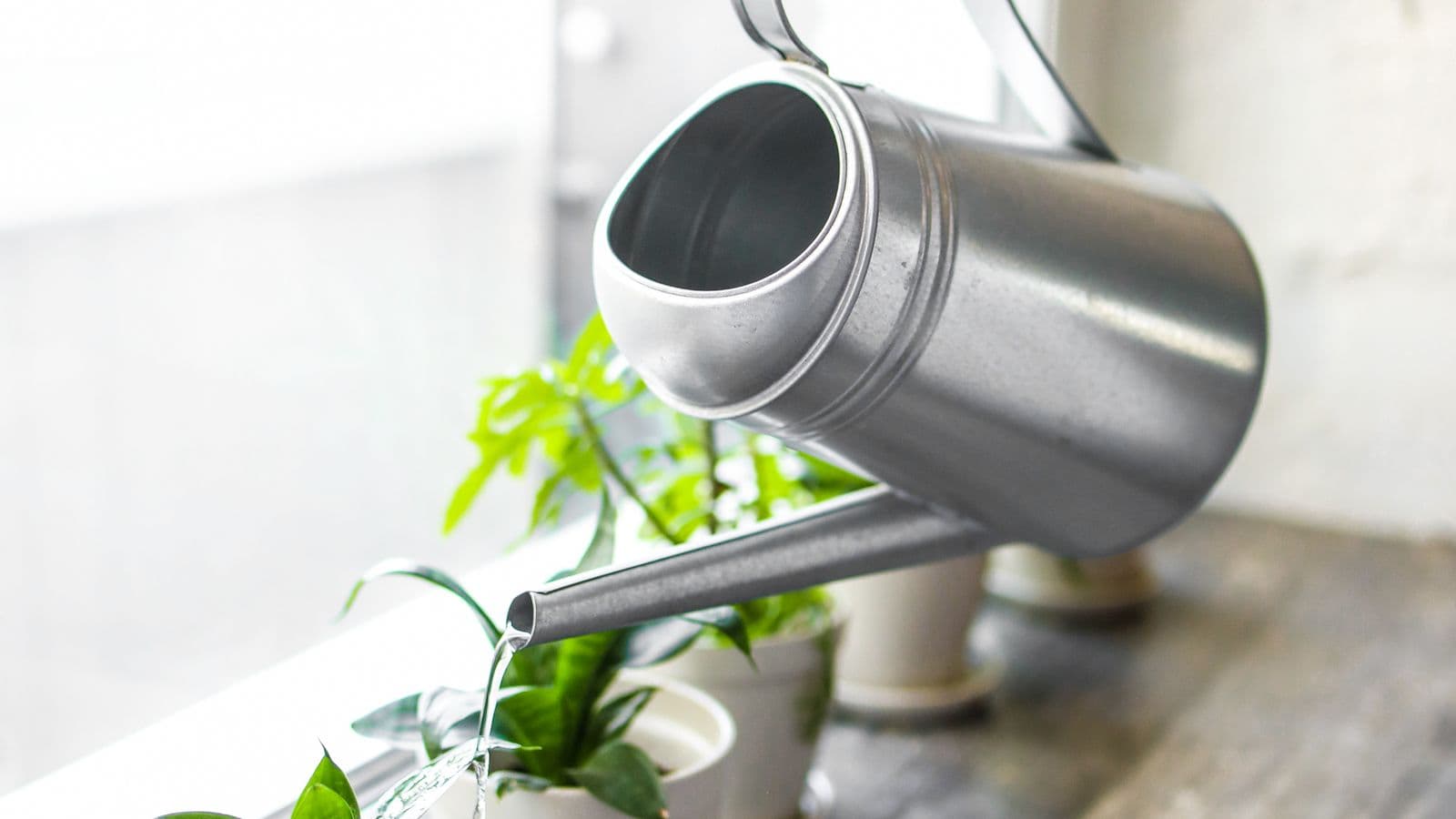 A galvanised watering can pouring water into small white pots of plants along a bright windowsill