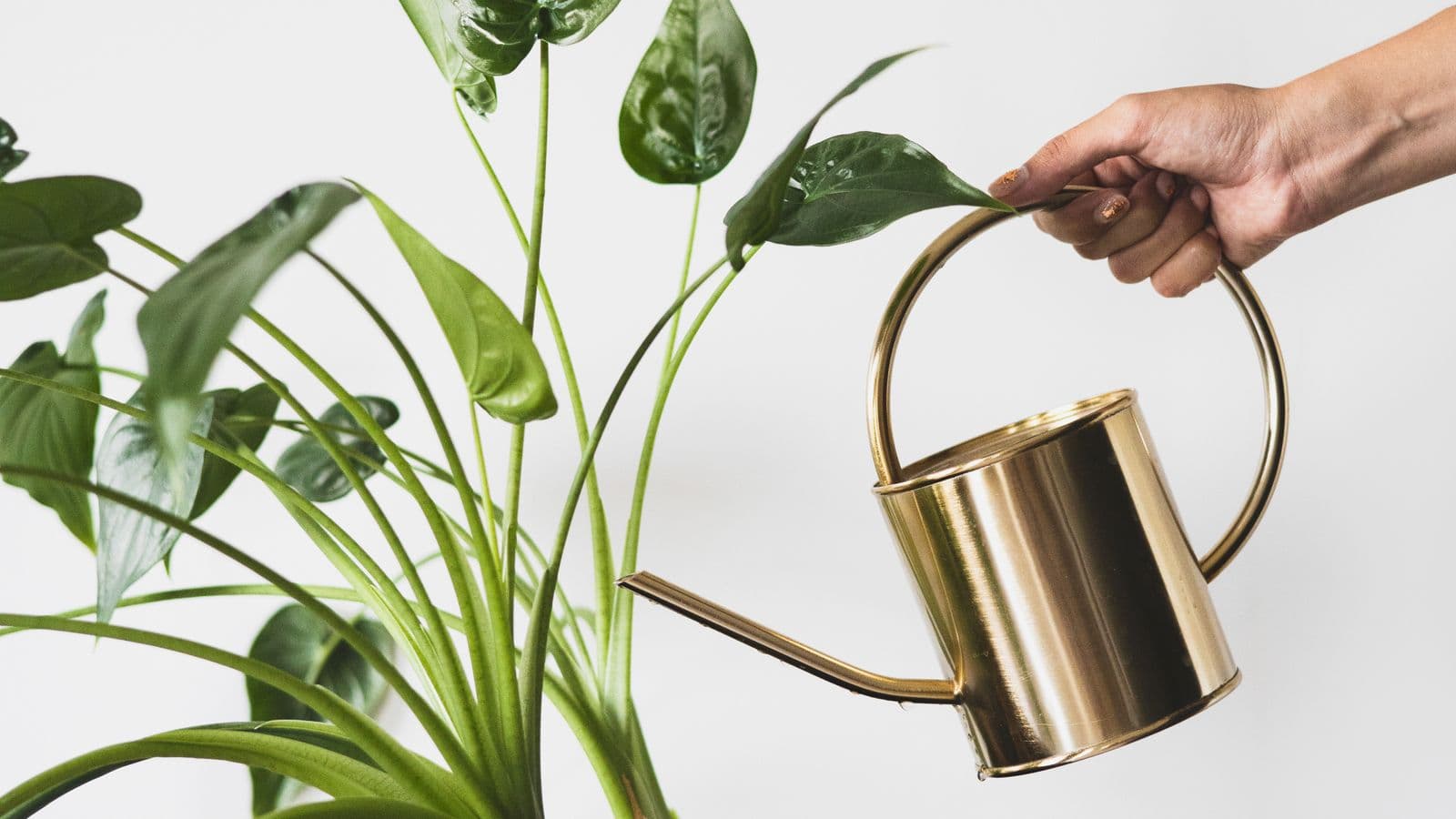 A hand holding a brass watering can beside a large leafy houseplant in a grey pot