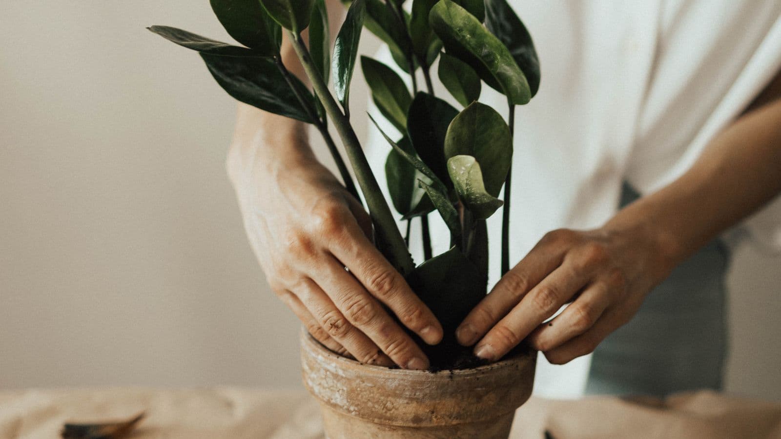 Hands firming a houseplant into a terracotta pot of fresh compost