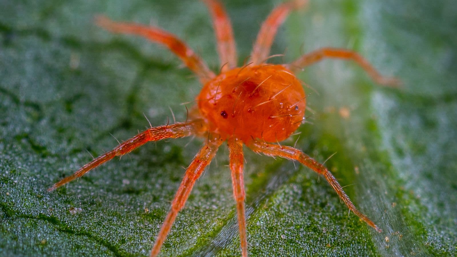 Extreme close-up of a single red spider mite on a green leaf, fine silk threads visible beside it