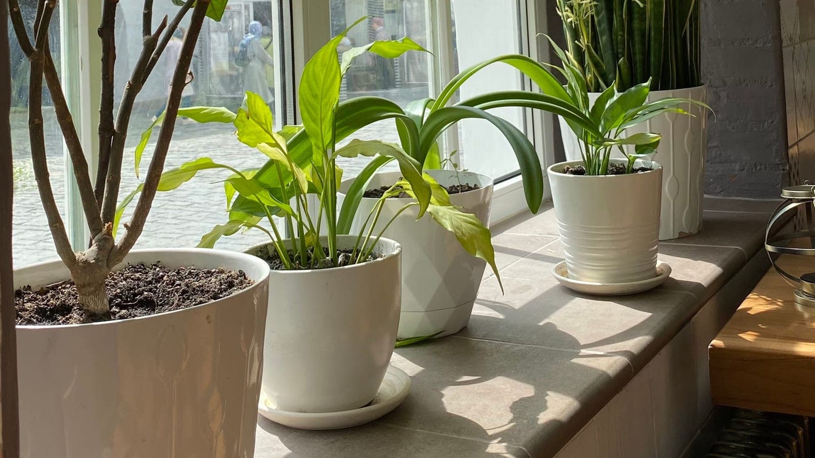 Houseplants in white pots on a sunlit windowsill, casting long shadows across the sill