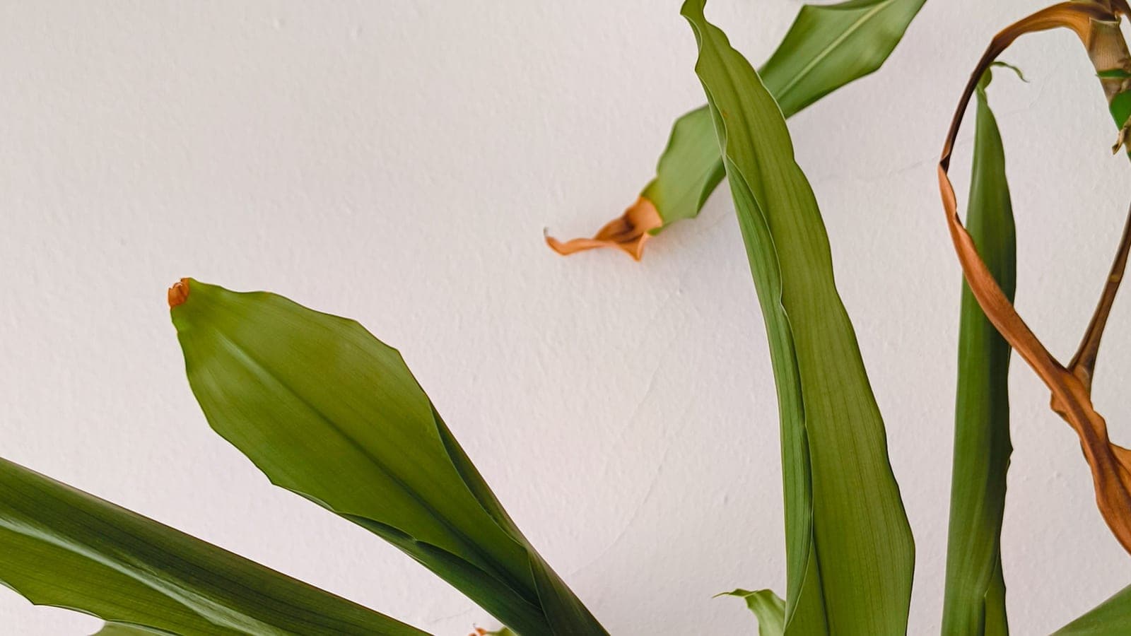 Brown, crisped tips on the leaves of a houseplant against a white wall
