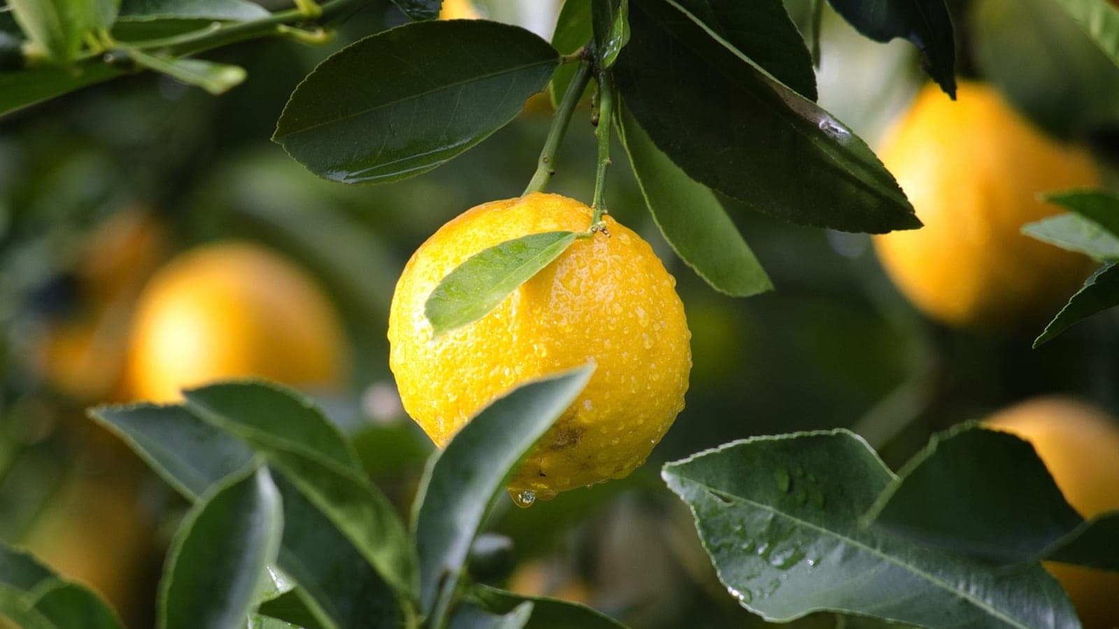 Close-up of a ripe yellow lemon surrounded by glossy green citrus leaves