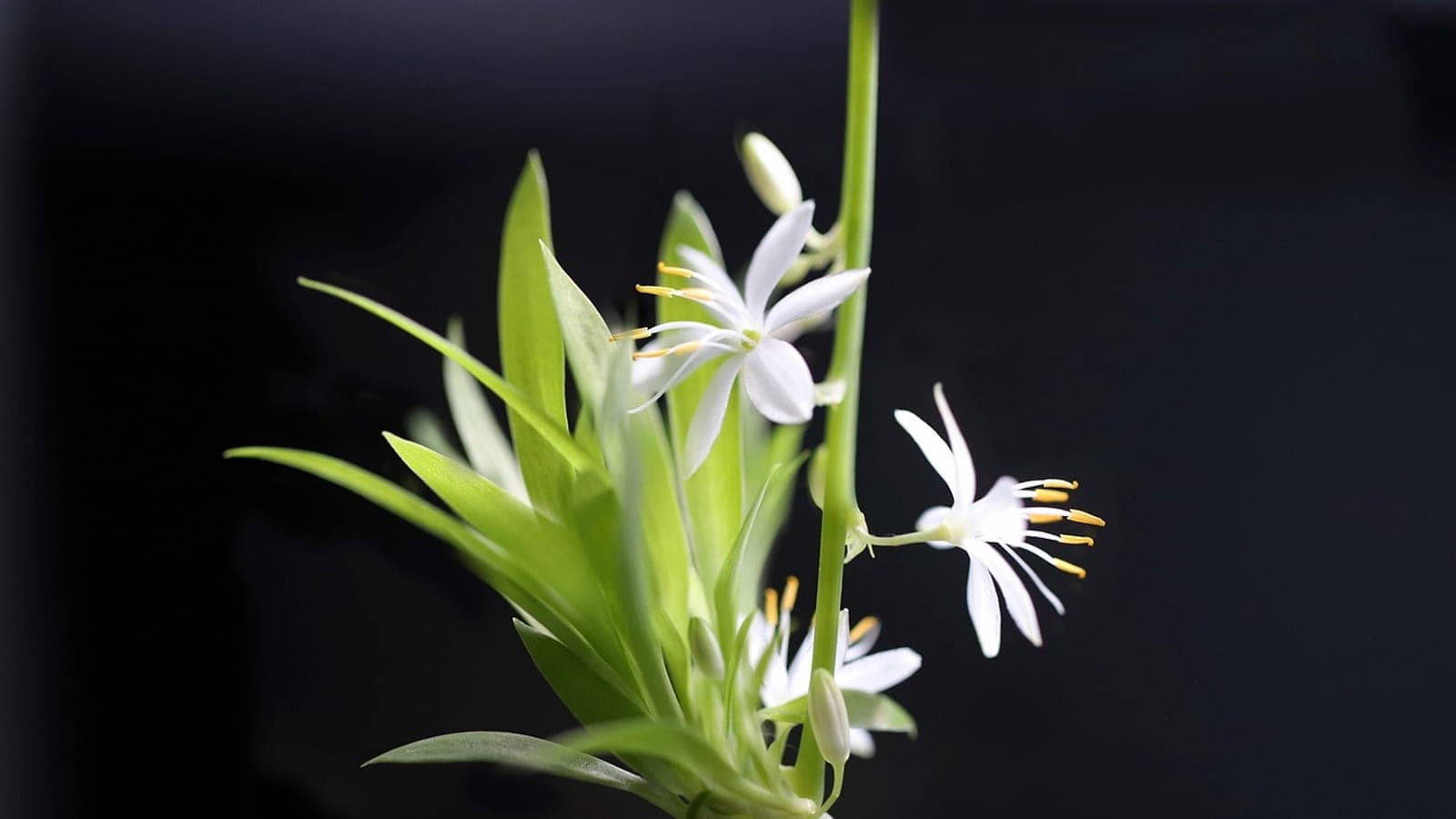 A spider plant hanging against a dark background, its arching green leaves and small white star-shaped flowers lit from the side