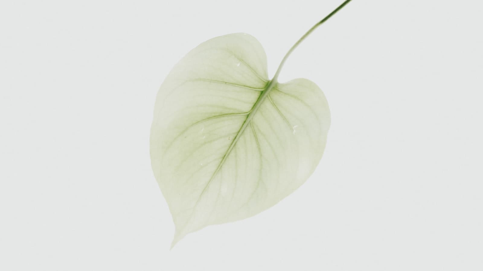 A houseplant leaf faded to pale yellow, its veins still faintly green