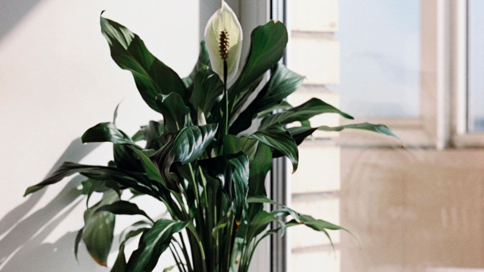 A peace lily in a white pot on a sunlit windowsill, its outer leaves hanging and its single white flower upright