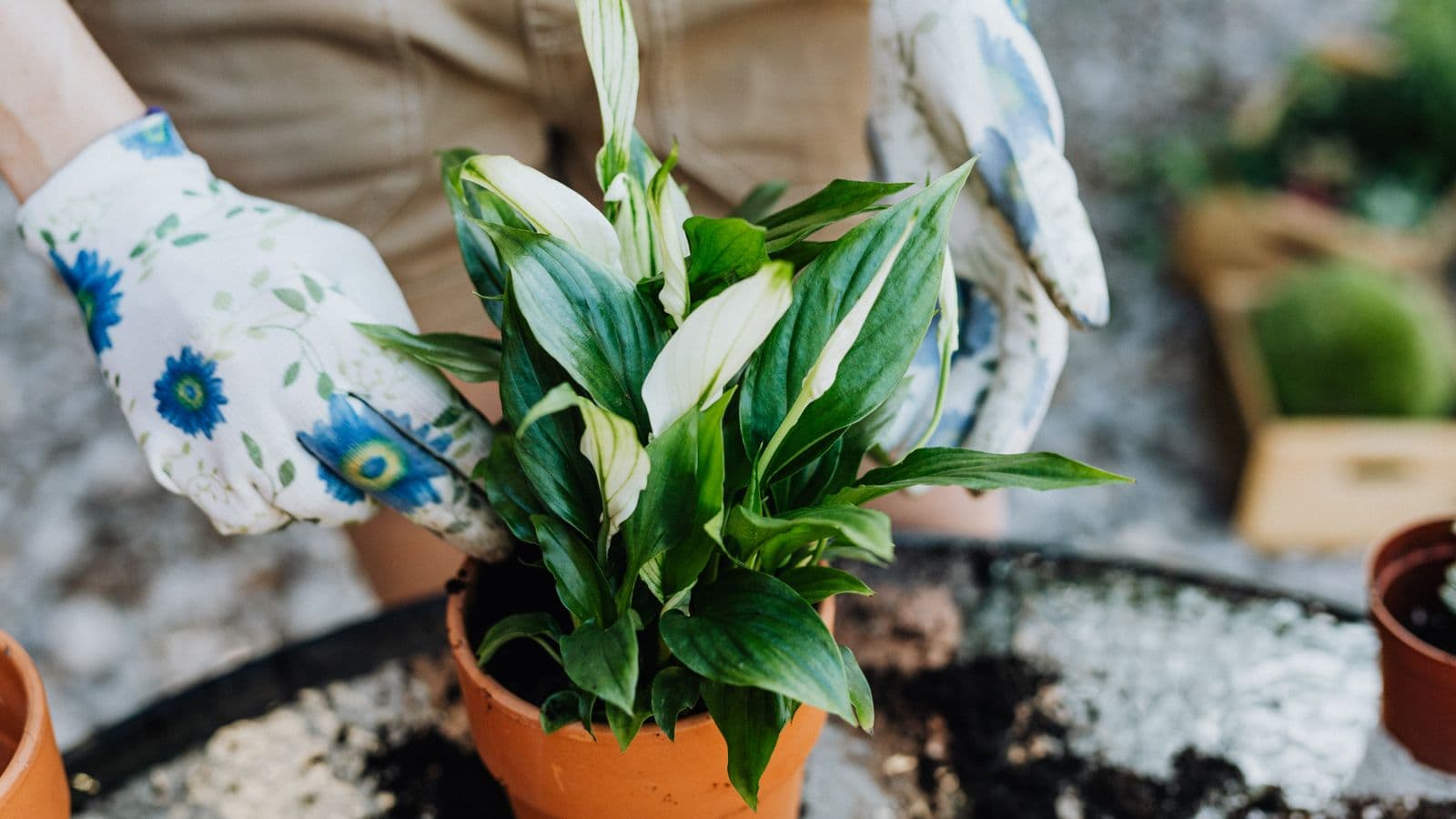 Gloved hands settling a peace lily into a terracotta pot of fresh compost