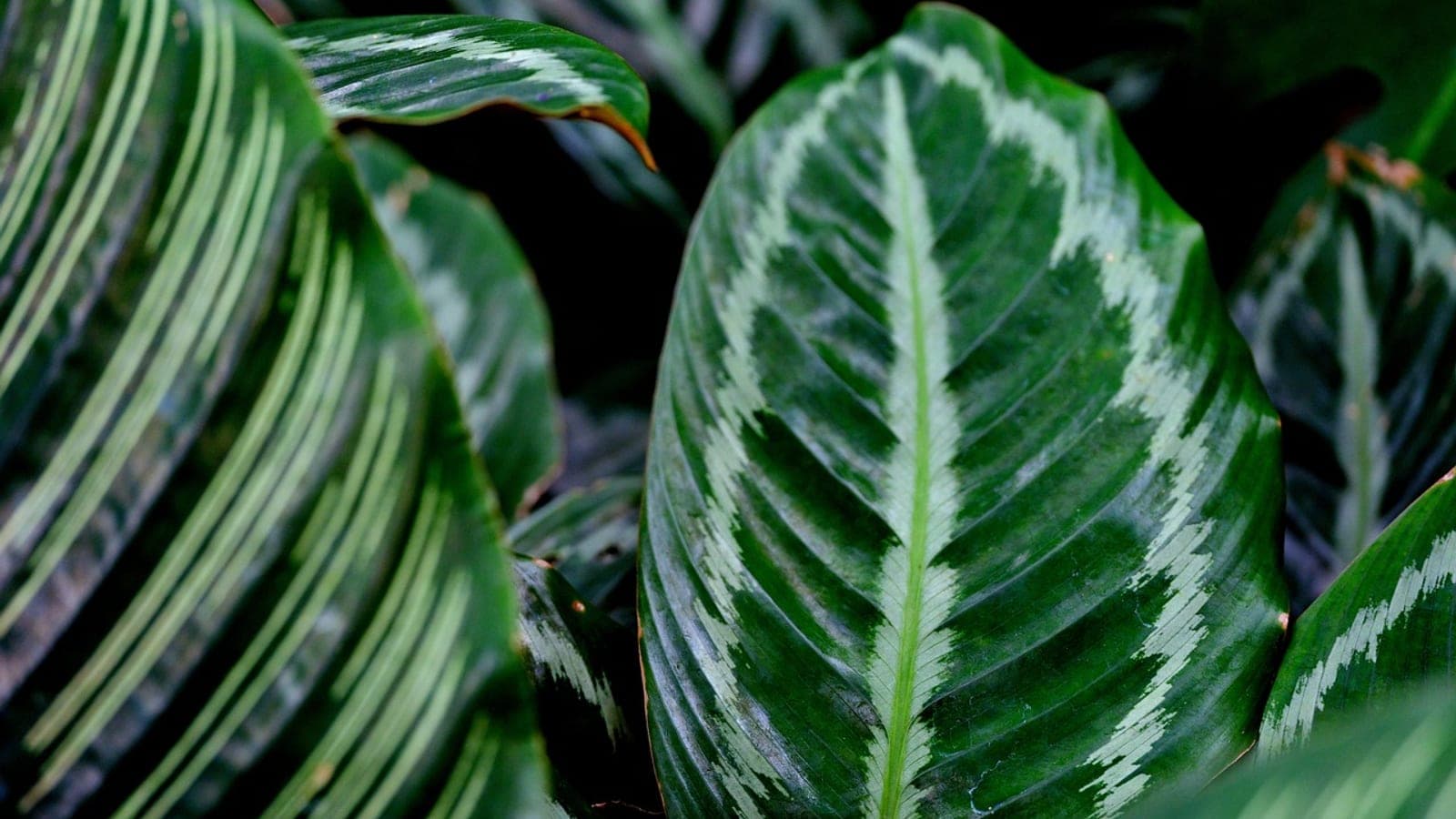 Close view of calathea leaves with pale green feathered stripes on a dark green background, the leaves open and flat