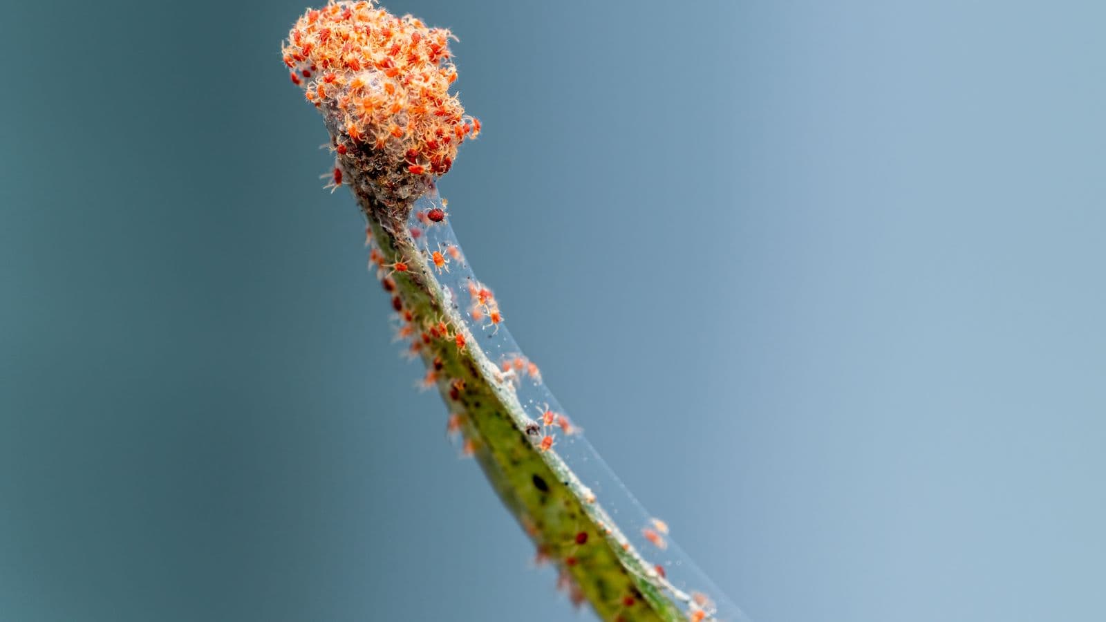 A dense cluster of orange spider mites and silk webbing covering the tip of a plant stem