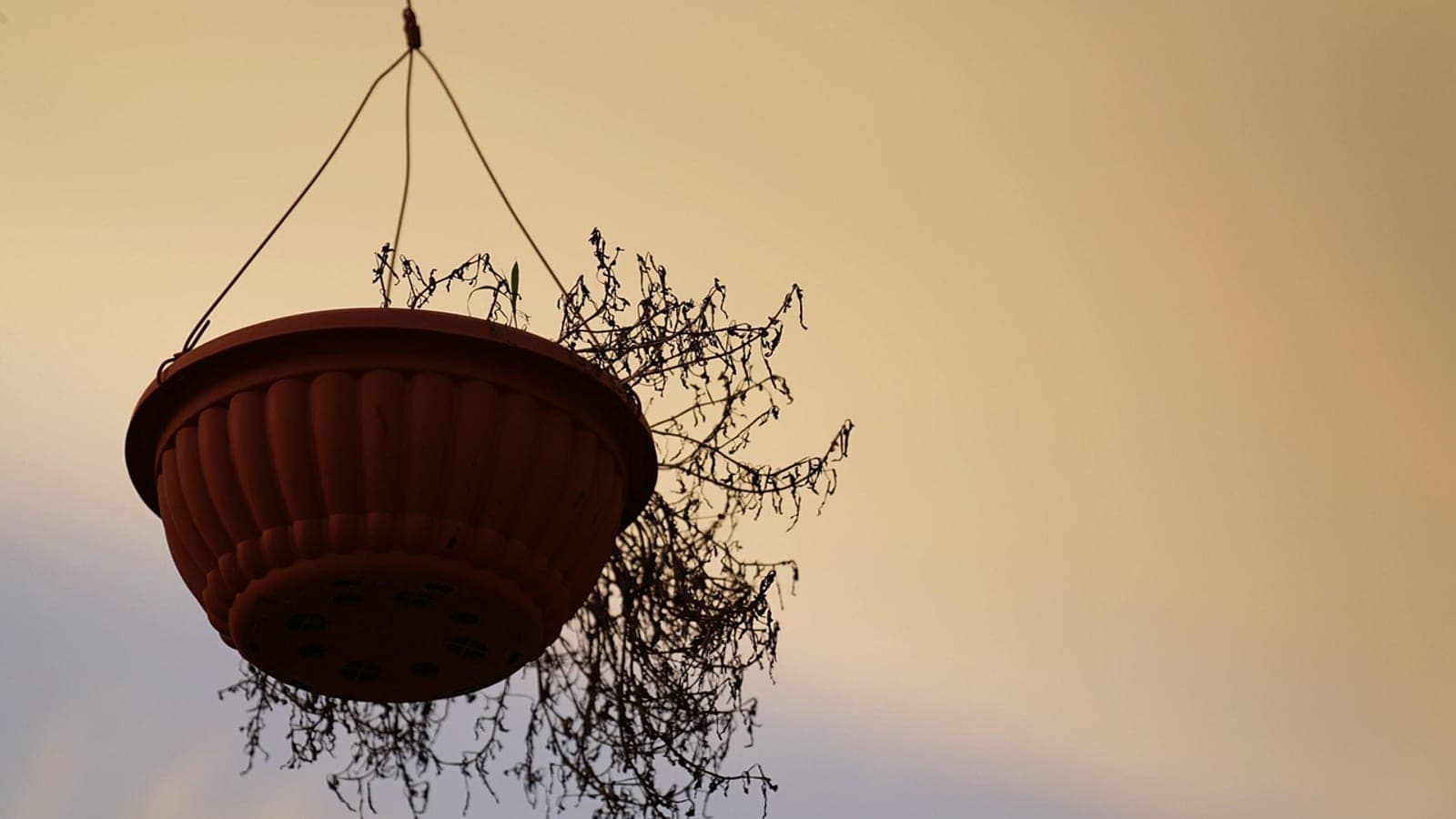 A hanging basket of dried, trailing stems against an evening sky, with one small green shoot still growing at the rim
