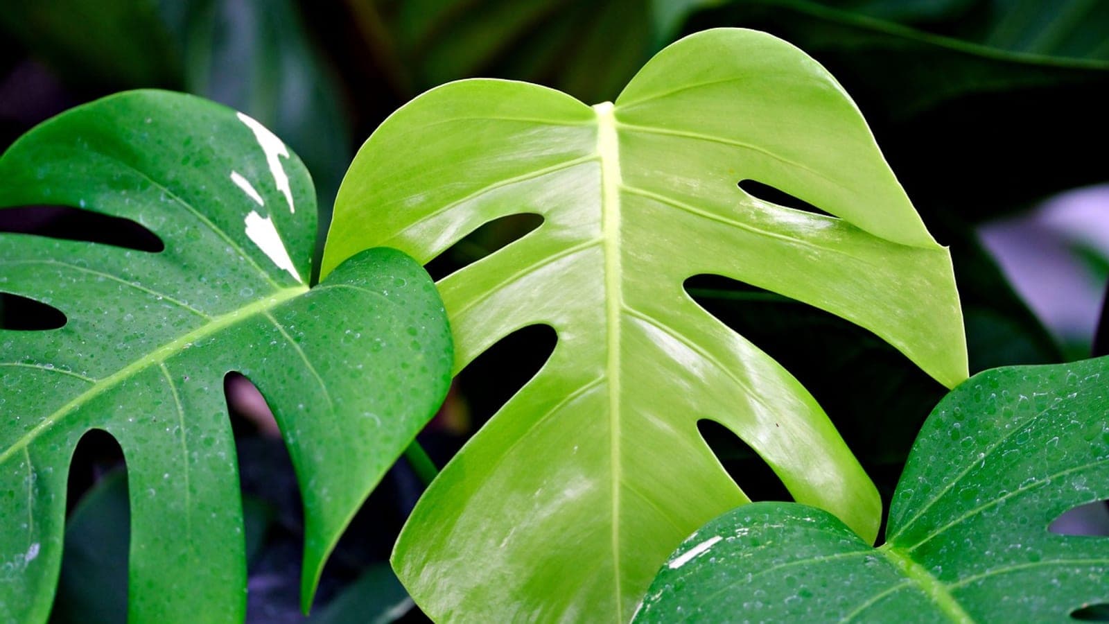 Large glossy green monstera leaves with split edges and holes, growing in a bright room