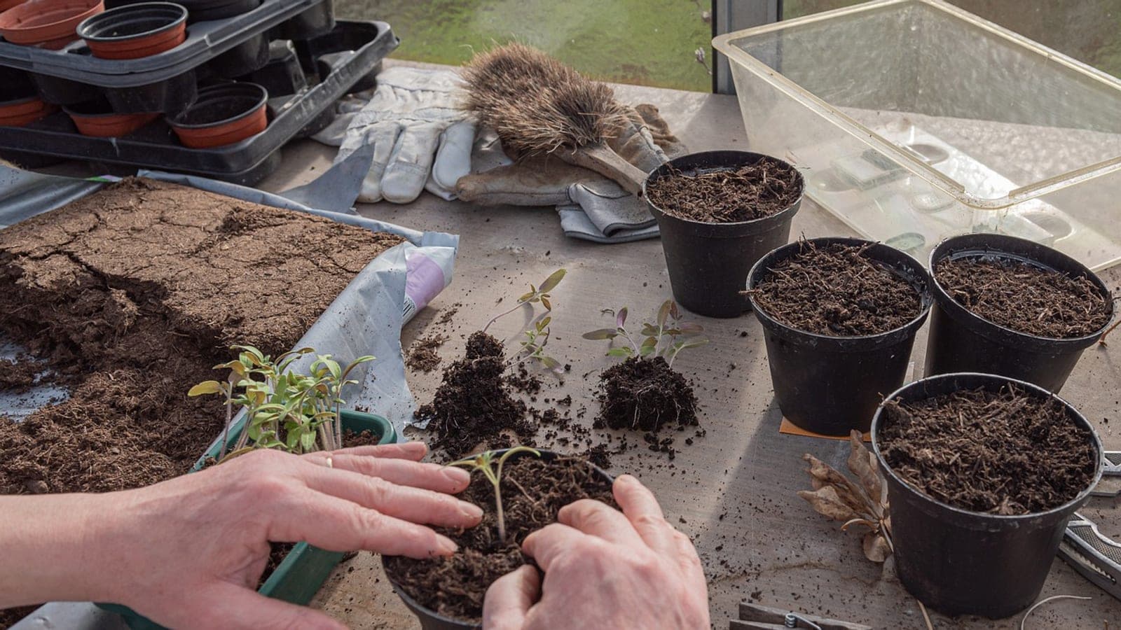 Hands pressing compost around a young seedling being moved into a fresh black pot, with more potted seedlings on the bench