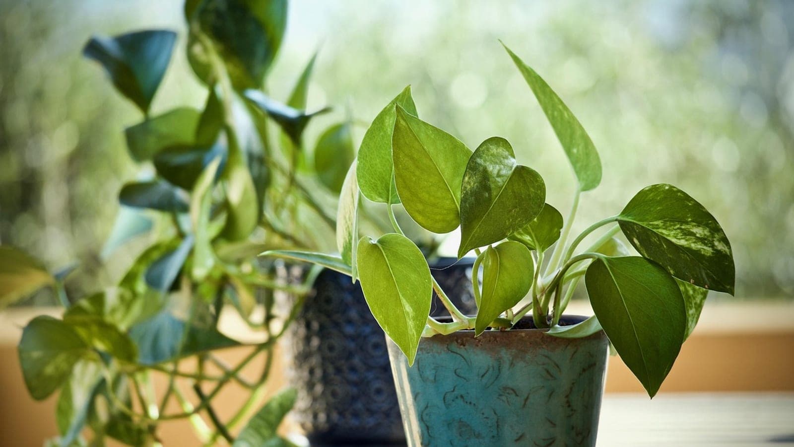 A pothos with trailing green and cream variegated leaves in a teal glazed pot on a wooden table