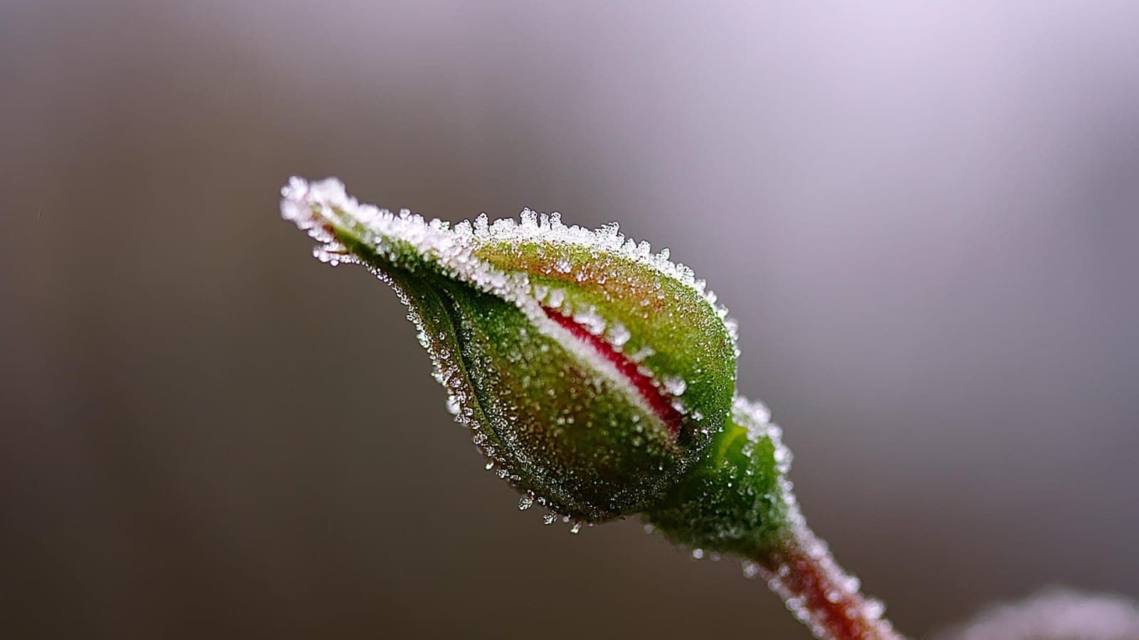 A rosebud with its green sepals and red tip edged in white frost crystals against a soft grey background